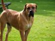 Pacco 008 - Kopie.JPG
